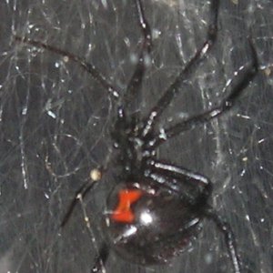 Black widows