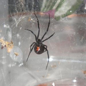 Black widows