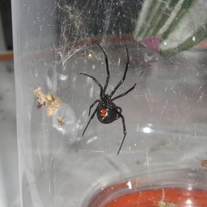 Black widows