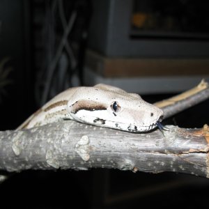 Juno