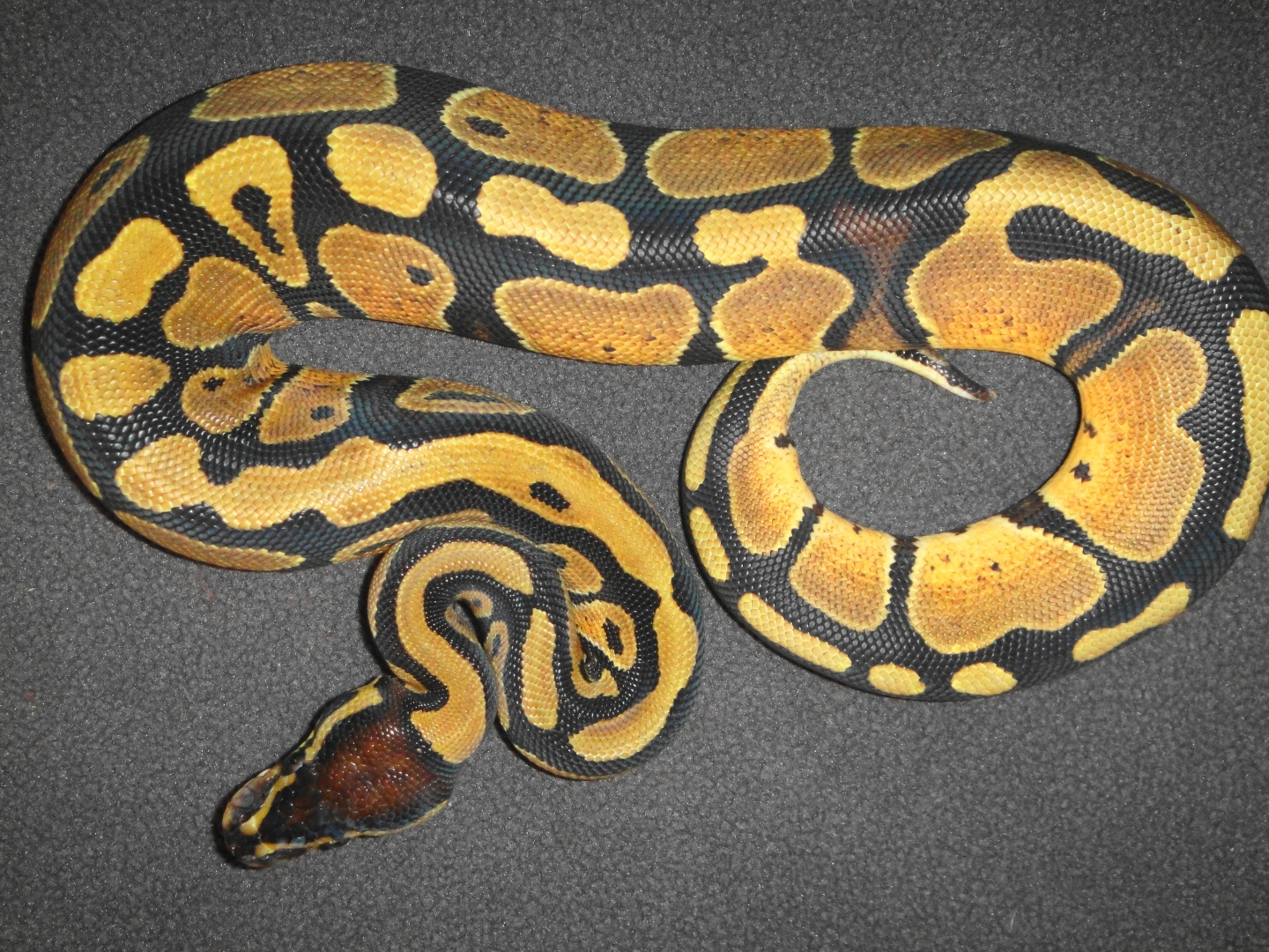 0.1 66% het albino