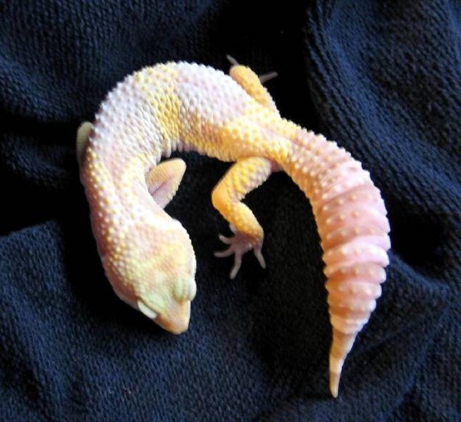 0.1 Albino (I hatched)