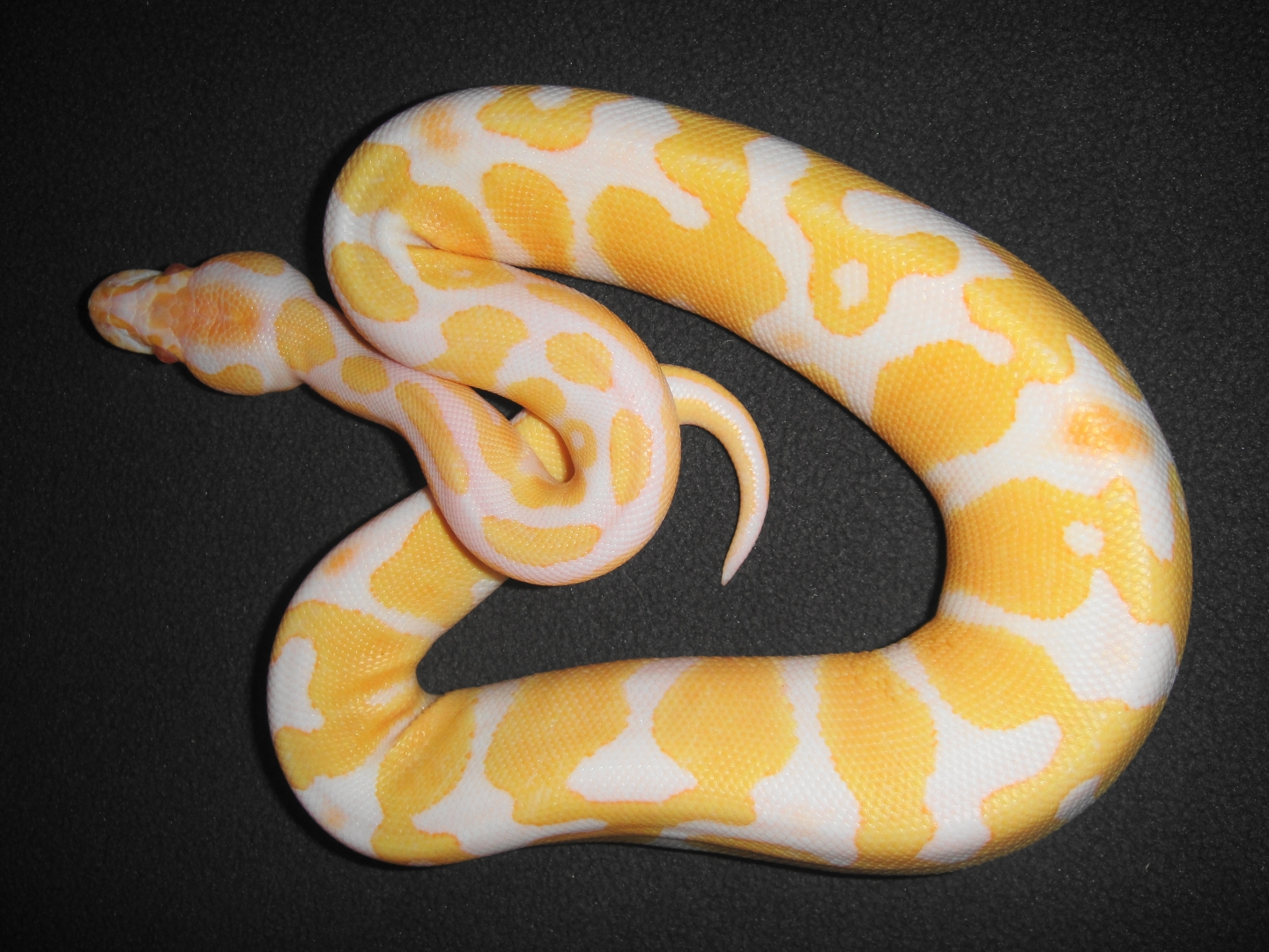 0.1 albino