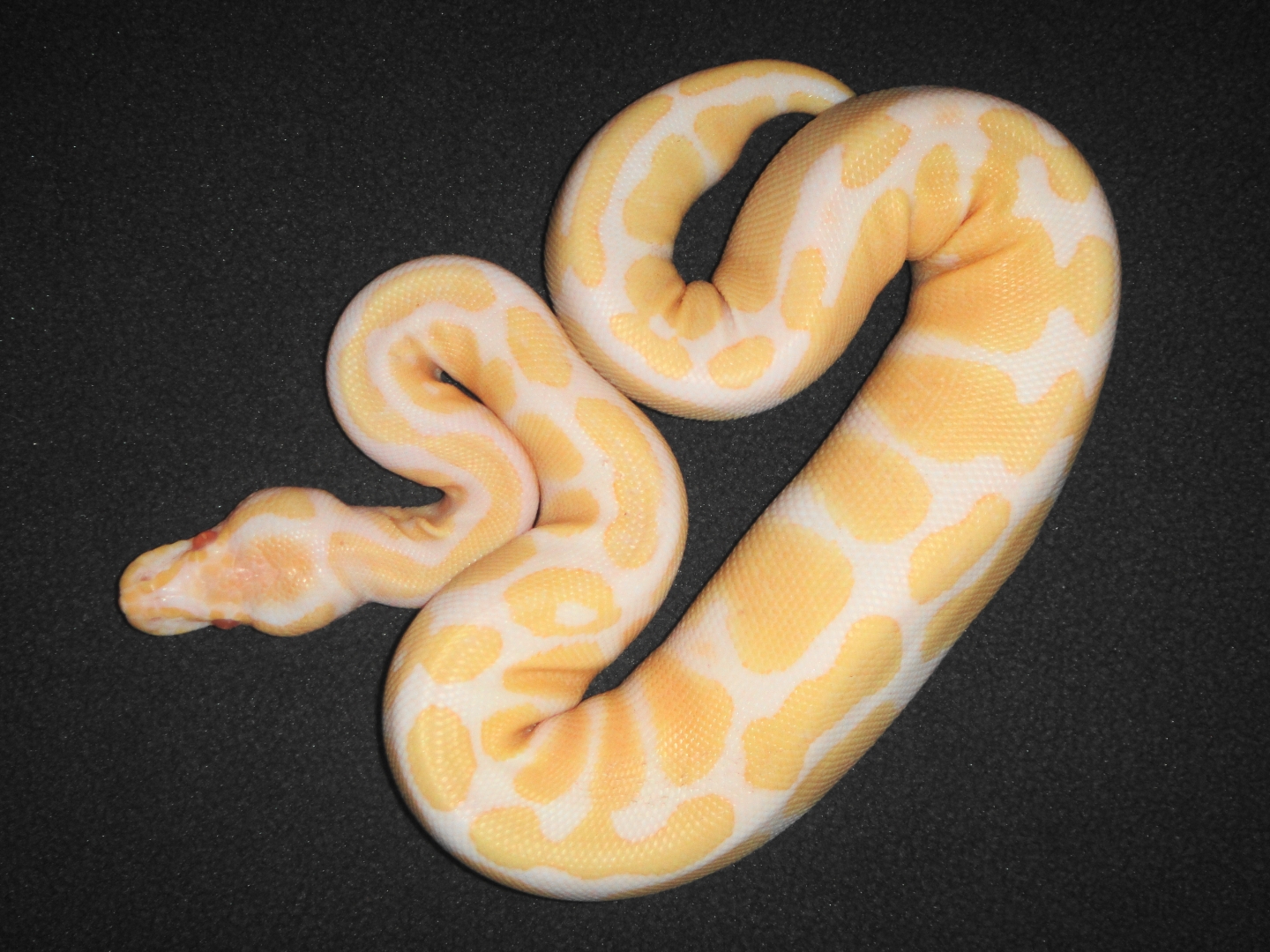 0.1 albino