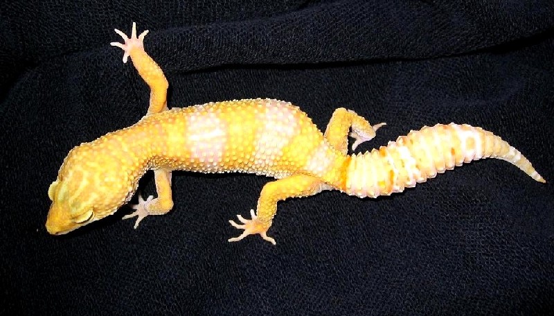 0.1 Albino