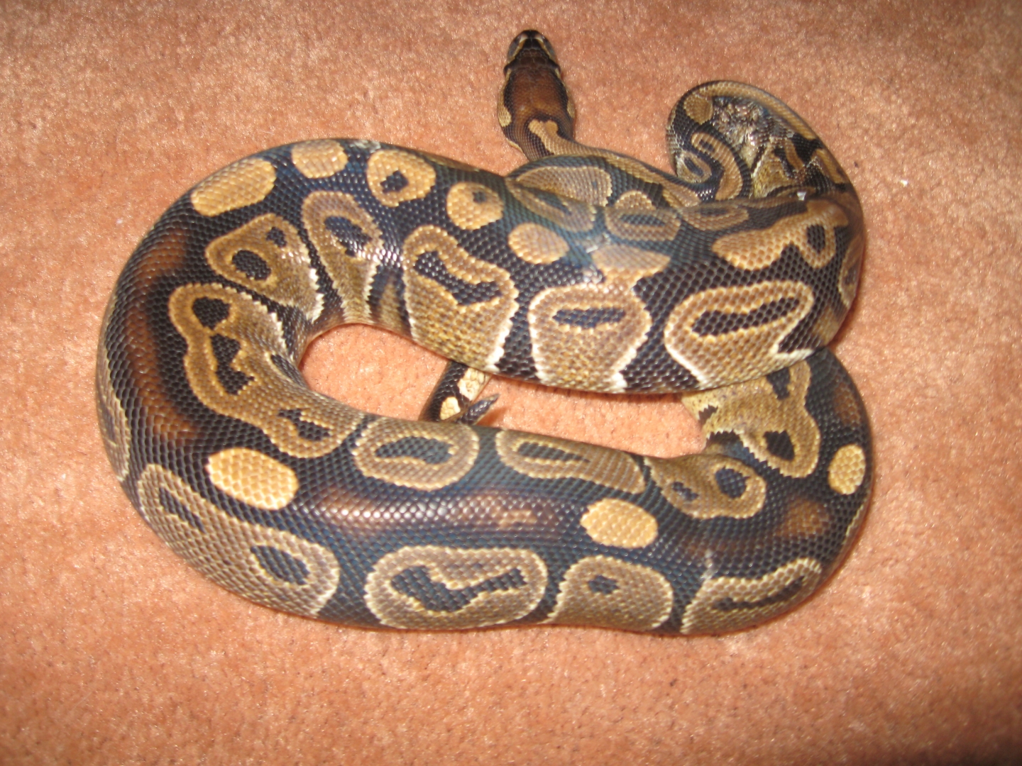 0.1 het albino 50% het axanthic