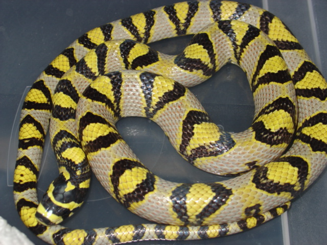 00 male mandarin