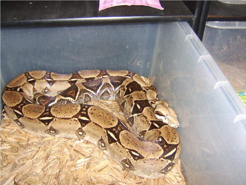 01_-_Female_-_Het_Anery_Red_Tail_Boa