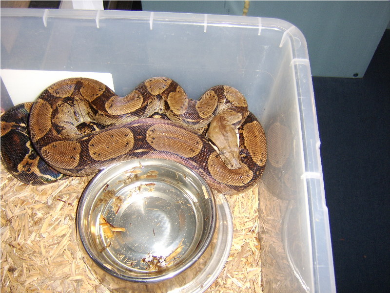02_-Female_-_Het_Anery_Salmon_Red_Tail_Boa