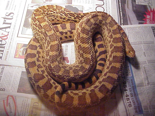 03' Crumbly male bullsnake...