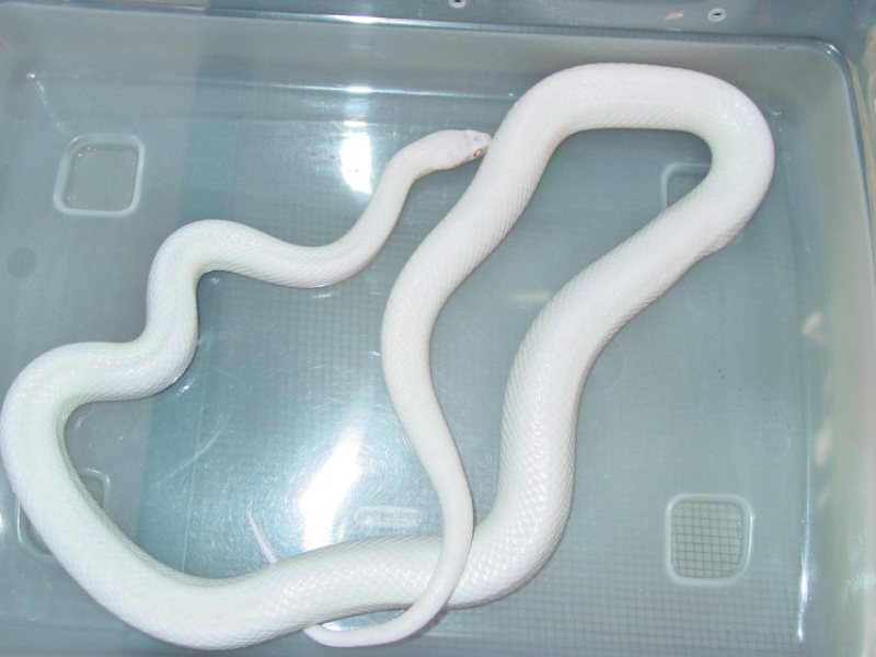 03 Female Blizzard Pic#1