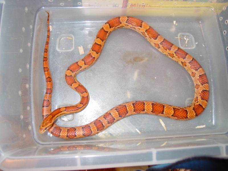 03 Female Normal Het Striped Snow
