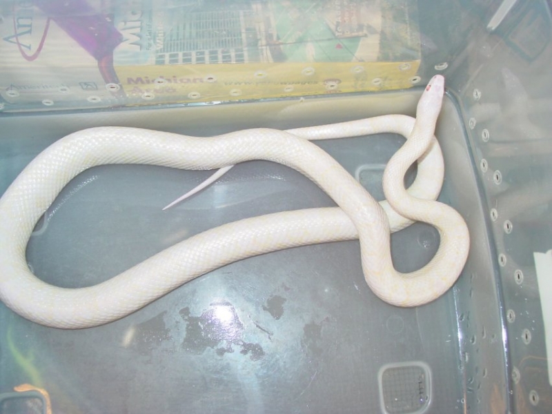 03 Male Blizzard