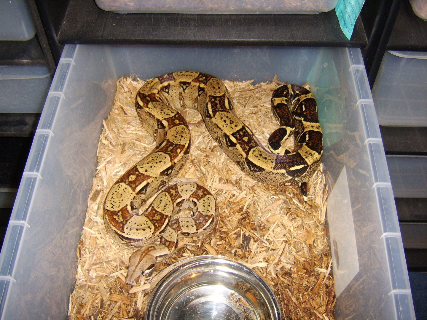 03_-_Male_-_Het_Albino_Red_Tail_Boa