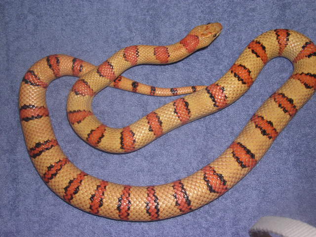 03male variable