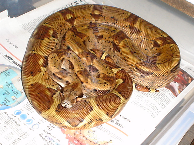 04' DH sunglow male