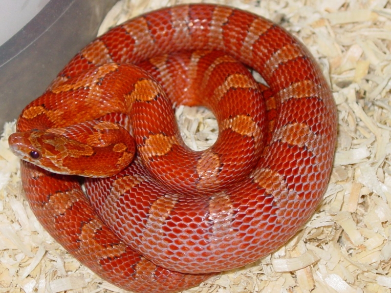 04 Female Bloodred Het Pewter