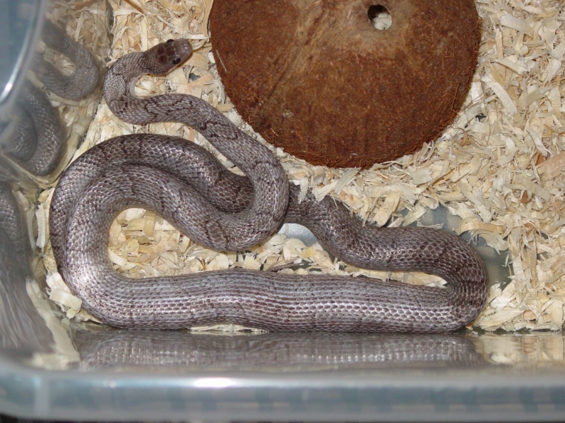 04 Female Pewter