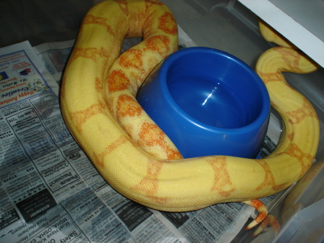 04 female Sunglow