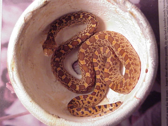 04' Kingsville female bullsnake purchased from Cherryville farms