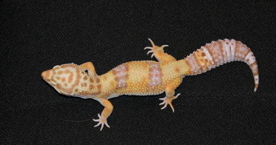 04 Lv Albino female