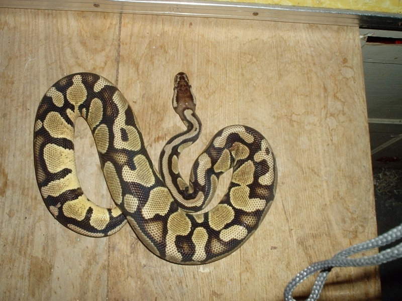 04 male pastel ball