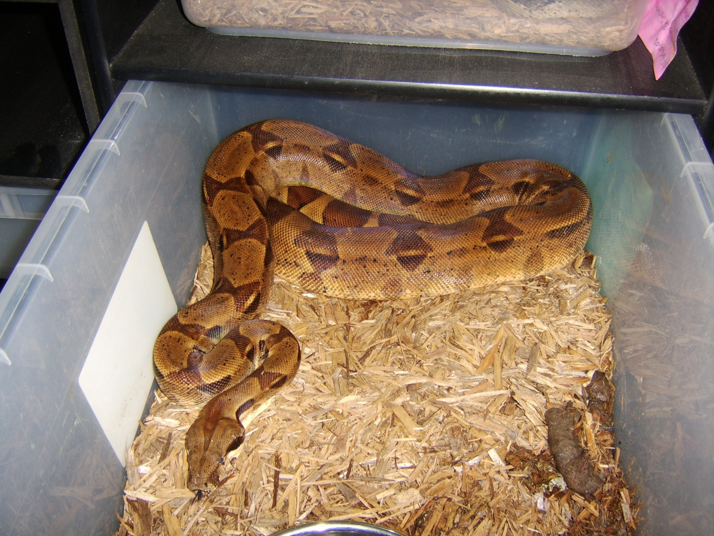 04_-_Male_-_Double_Het_Ghost_Salmon_Red_Tail_Boa