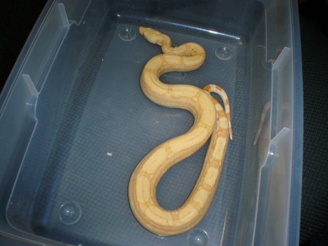 05' albino arabesque male