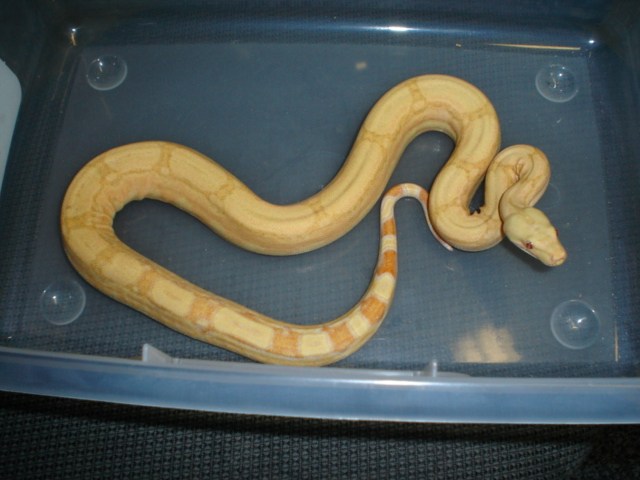 05' albino arabesque male