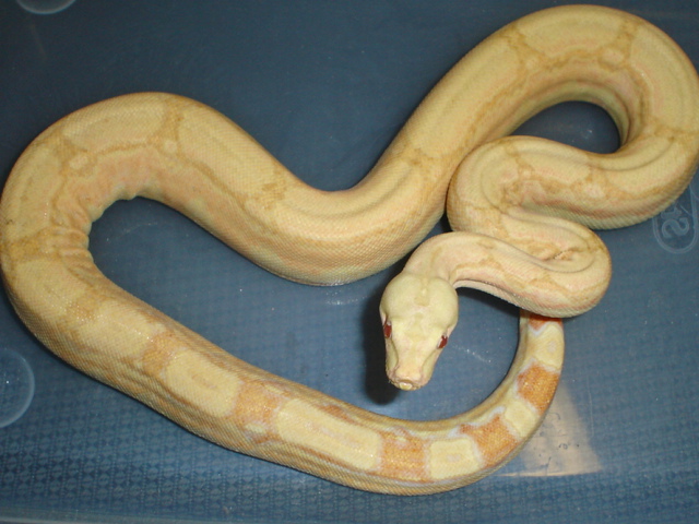 05' albino arabesque male