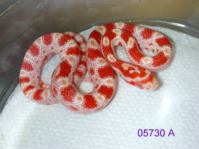 05 Amel