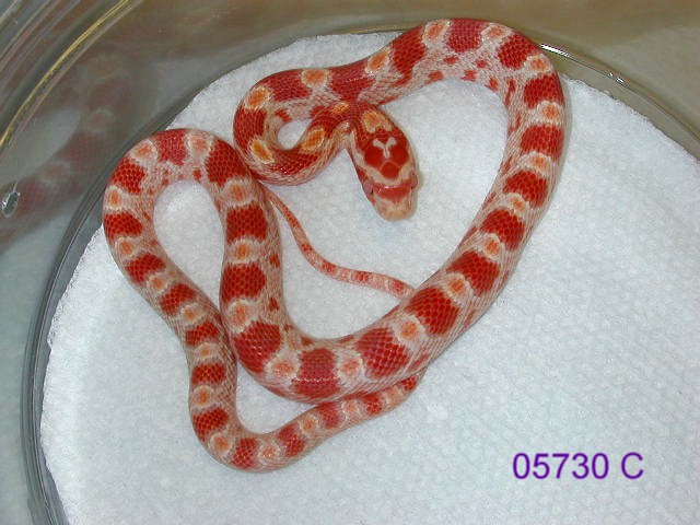 05 Amel