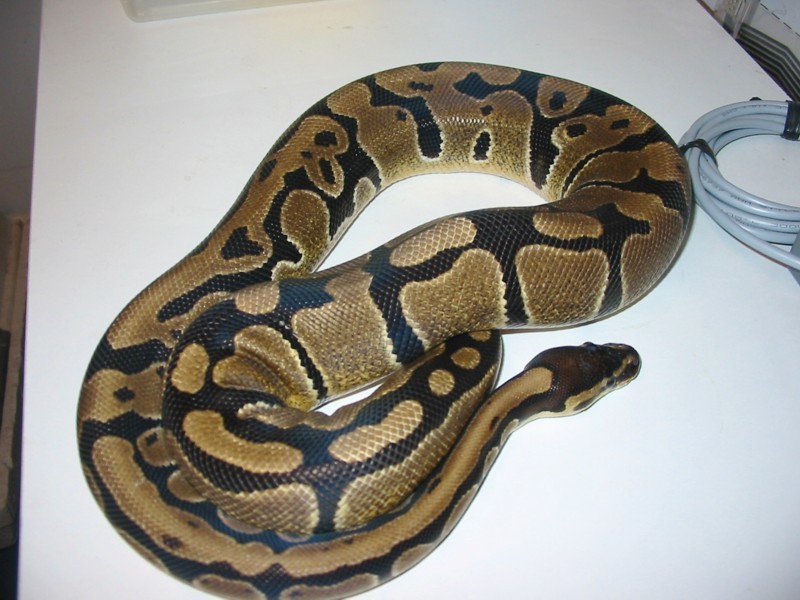 05 female 2