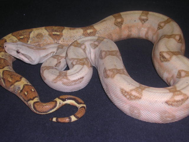 05 Female Pastel Hogg-Holdback  pic#2