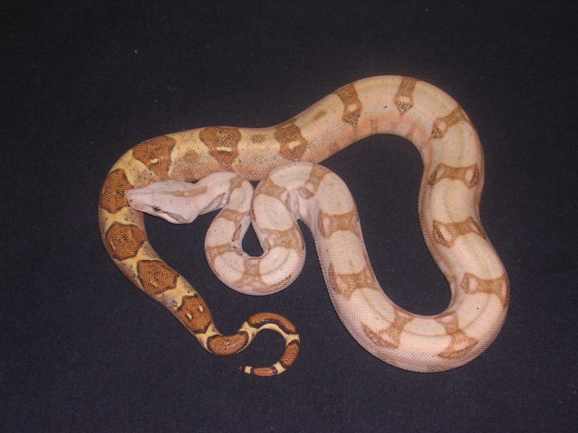 05 Female Pastel Hogg-Holdback-pic#3