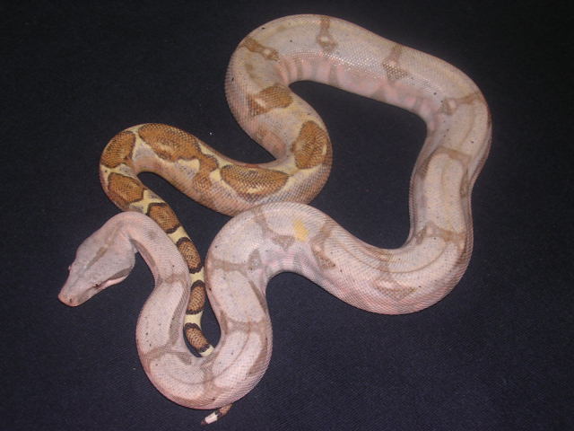 05 Female Pastel Hogg-Holdback