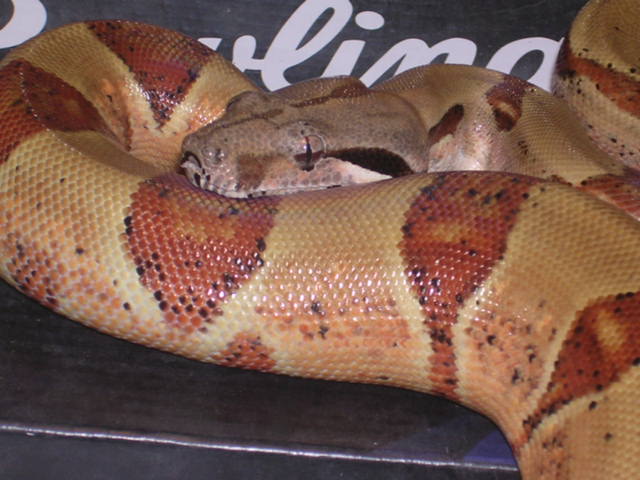 05 Femalw pastel hypo