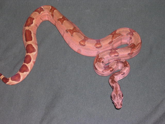 05 M poss super salmon/66% sharp albino