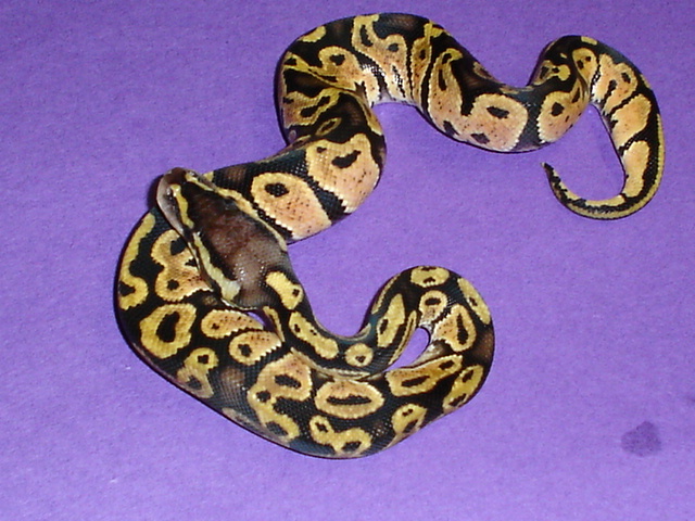 05' matrix pastel male