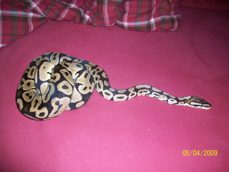 '05 Pastel Male