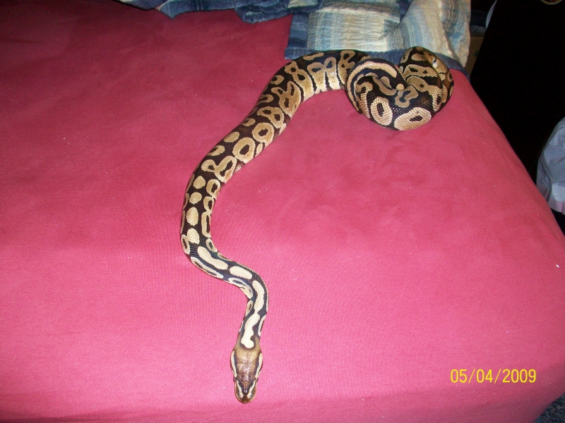 '05 Pastel Male
