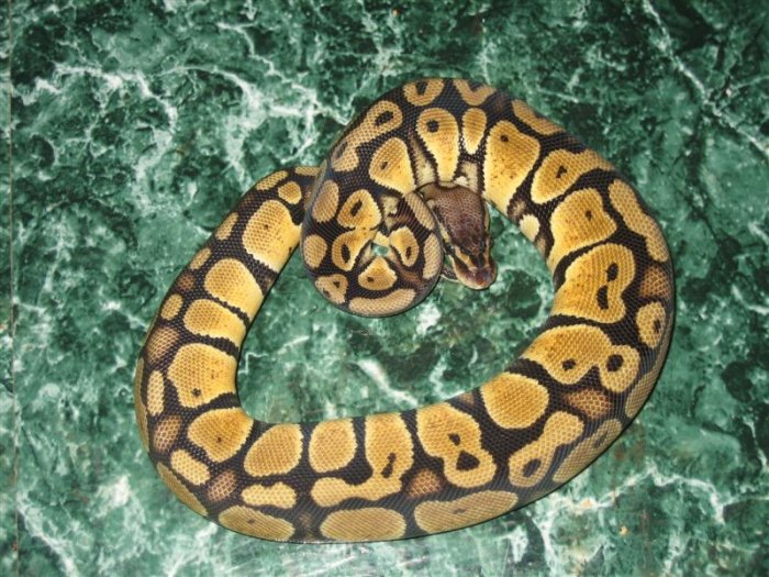 '06 Female Pastel