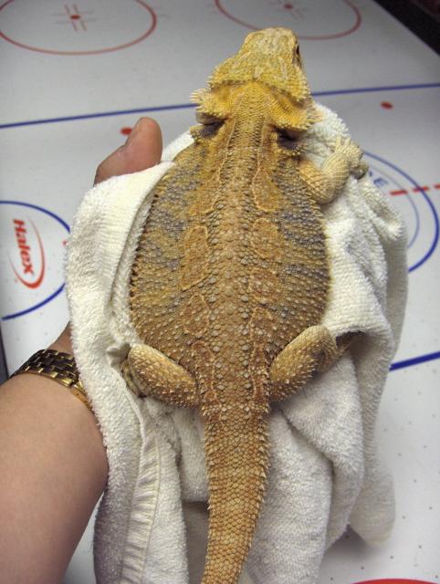 '06 Gorgeous Female Dragon
