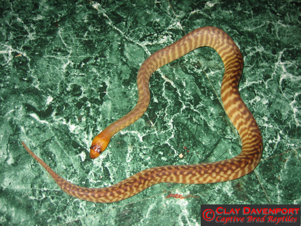 06 woma female