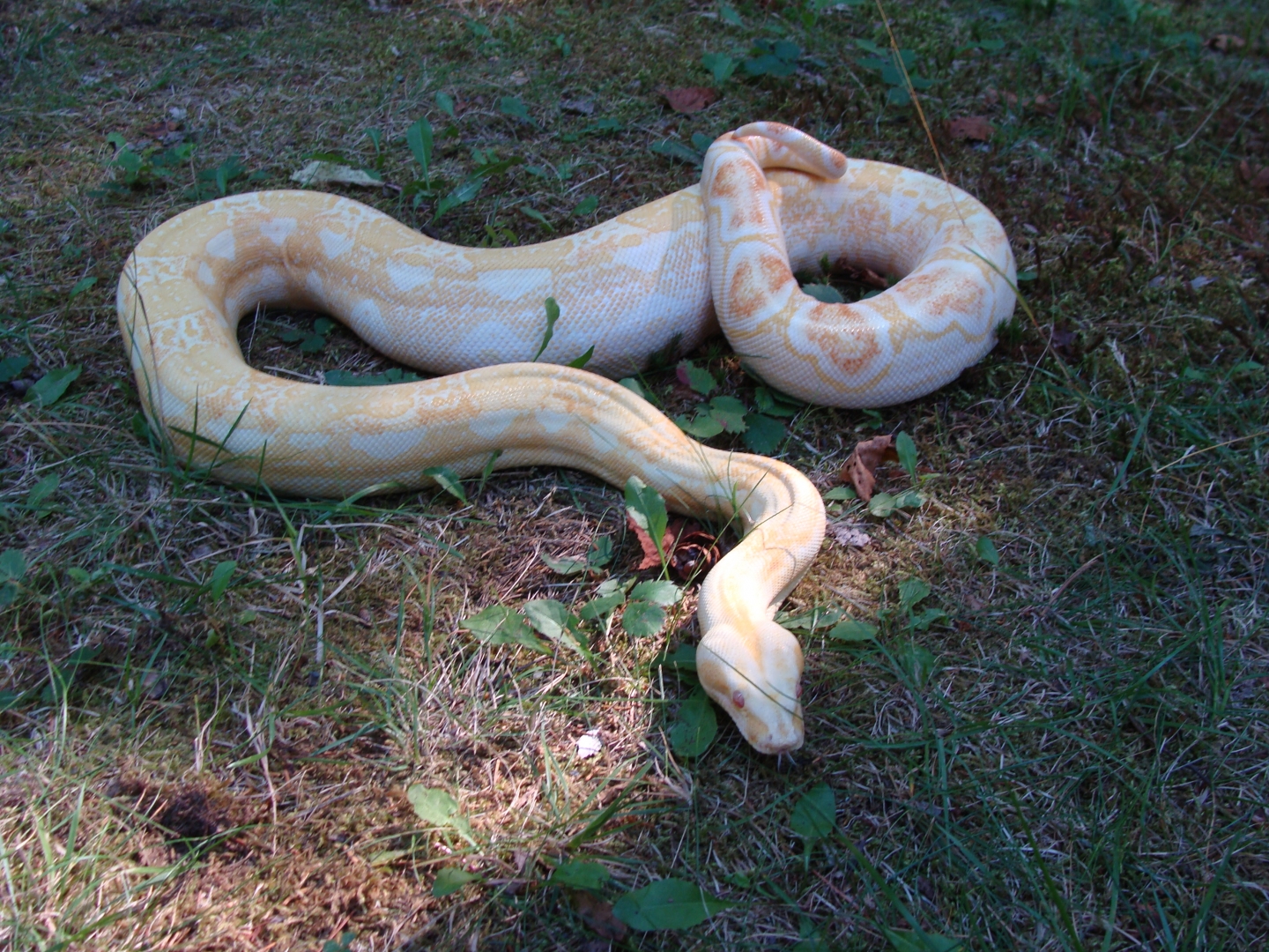 07 0.1 Sharp strain Albino