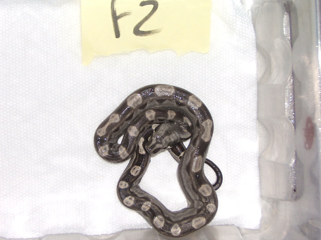 '07 Female MOTLEY