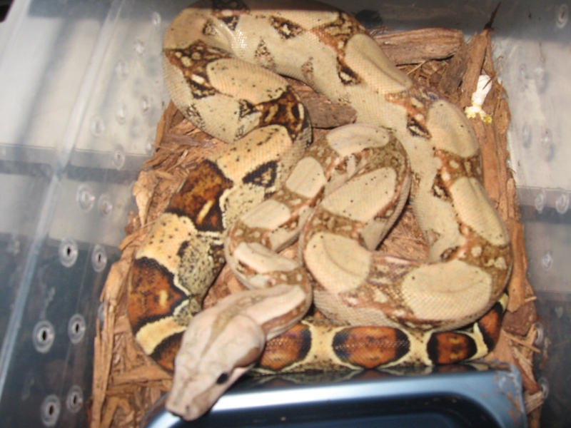 07 Female pastel boa