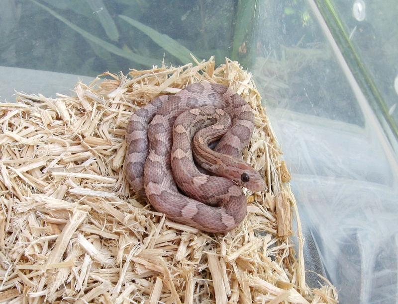 '07 hypo Lavender male