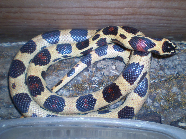 '07 Jurassic Milk(f3)