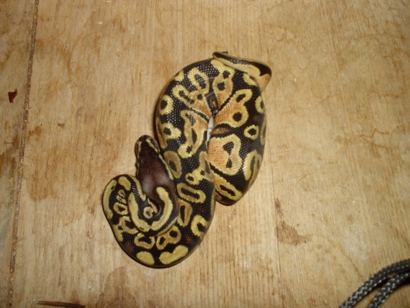 07 male pastel ball